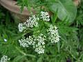 Water Dropwort